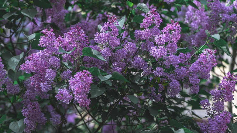 bush of lilacs