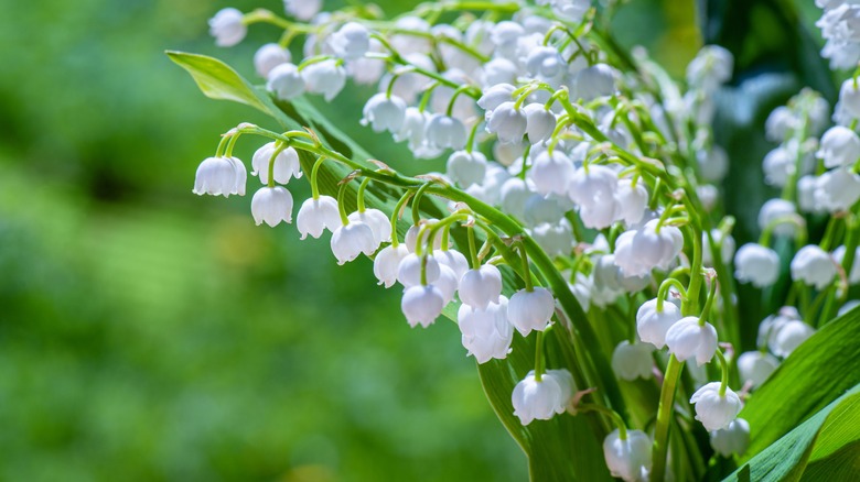 close up of lily of the vally