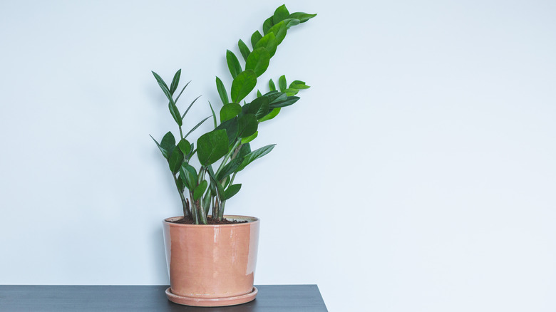 zz plant in a terracotta pot