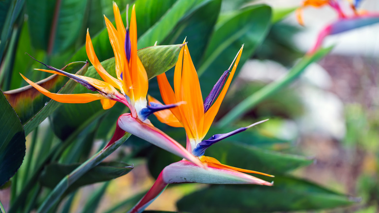 Bird of paradise plant flower