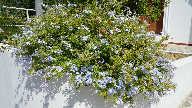 Blue plumbago growing on wall