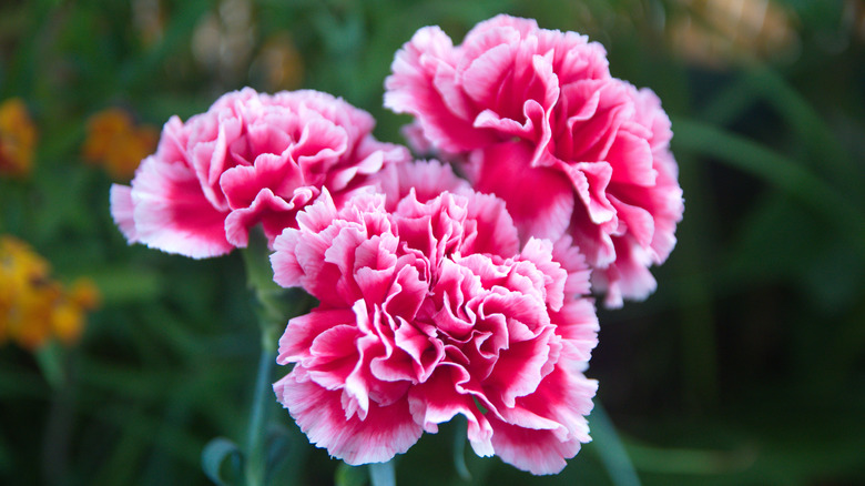 Carnation flowers ruffled and pink