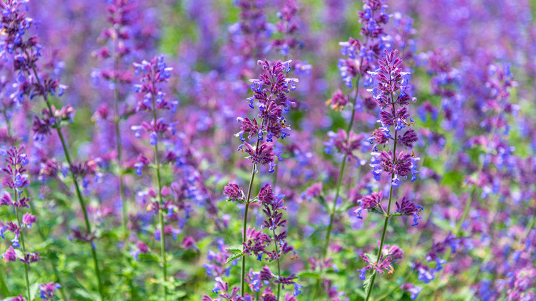 Large catnip plant purple flowers