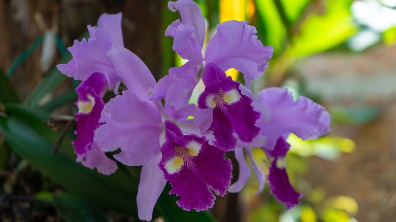 Christmas orchid blooming in shade