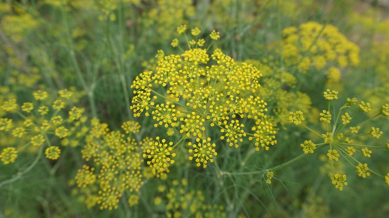 Fennel blossoming with yellow flowers