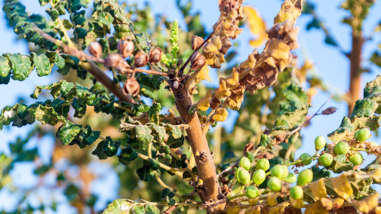 Frankincense tree foliage closeup