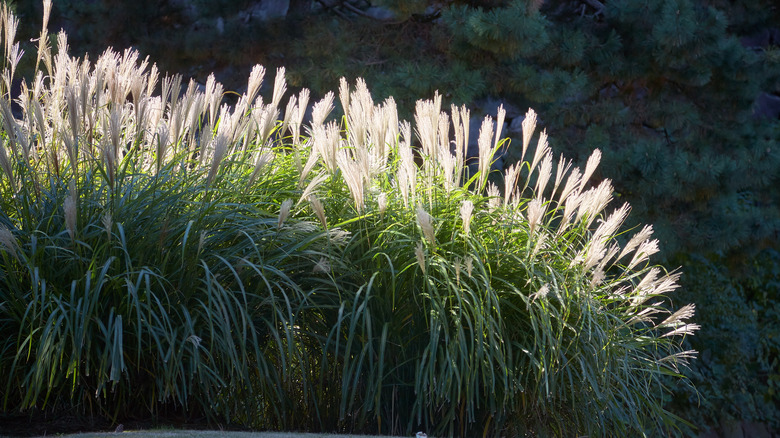 Maiden silver grass in sun