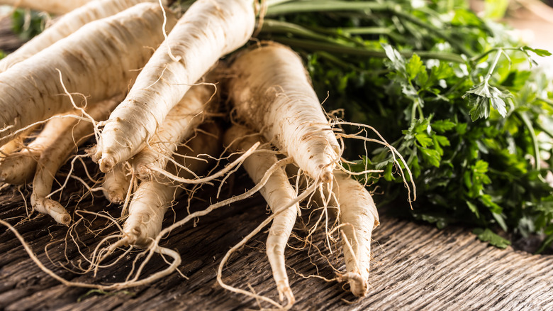 Parsnip freshly harvested from garden