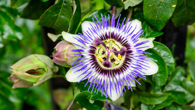 Passionflower in full bloom