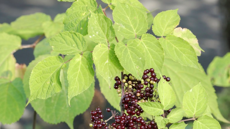 Spikenard foliage and berries closeup