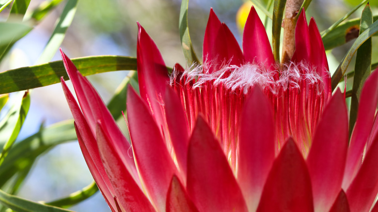 Sugarbush flower in red bloom