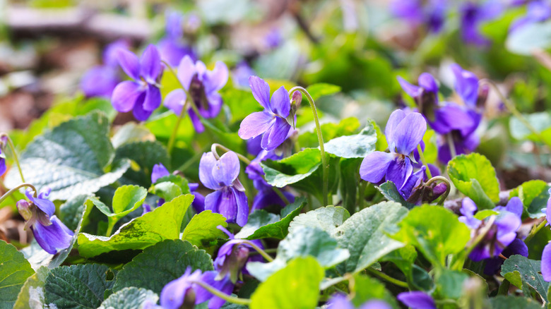 Violet flowers in the garden