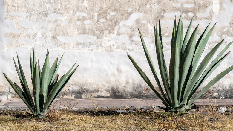 Agave plants outdoors white wall