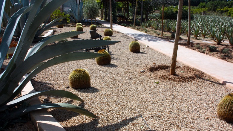 Landscaped garden with cacti gravel