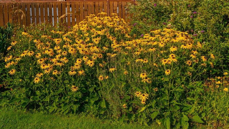 black eyed susans in yard