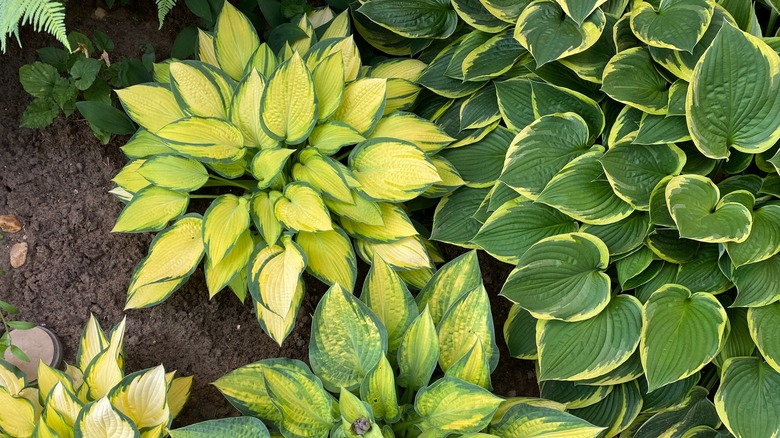 hostas in garden