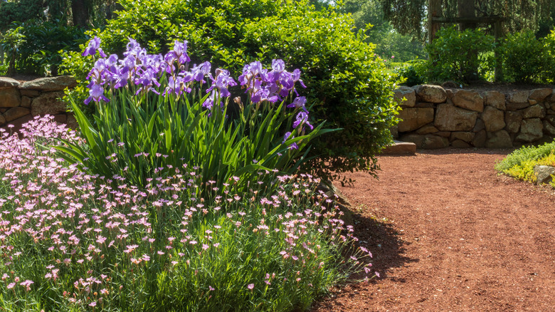 purple irises in landscaping