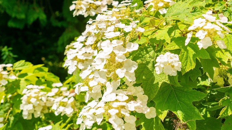 Oakleaf hydrangeas