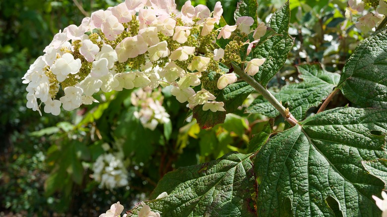 Oakleaf hydrangeas with white flowers