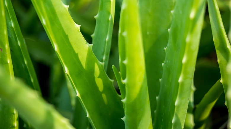 Aloe vera plant