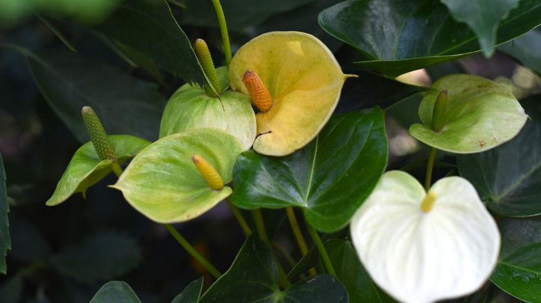 Anthurium andraeanum white flowers