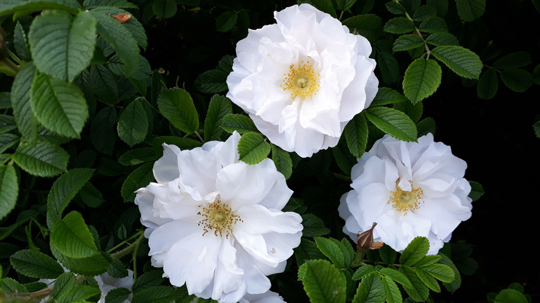 White Rosa rugosa 'Alba' flowers