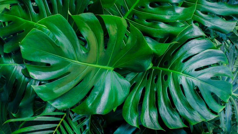 Monstera deliciosa leaves