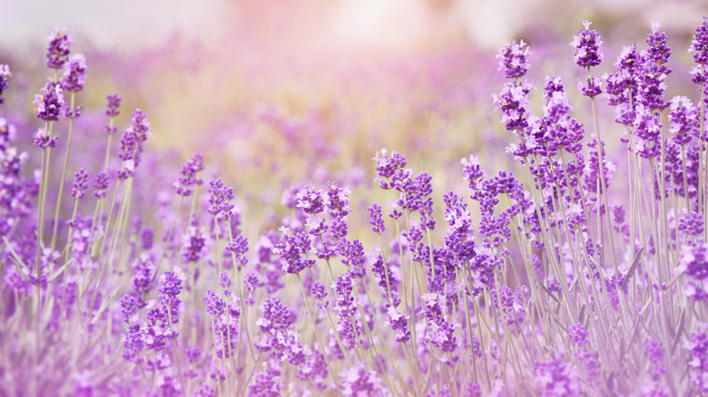 Lavender patch