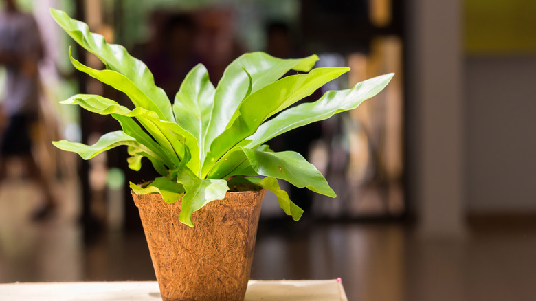 Potted bird's nest fern