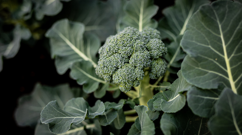 Broccoli plant