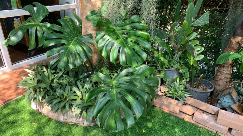 Monstera deliciosa planted outside