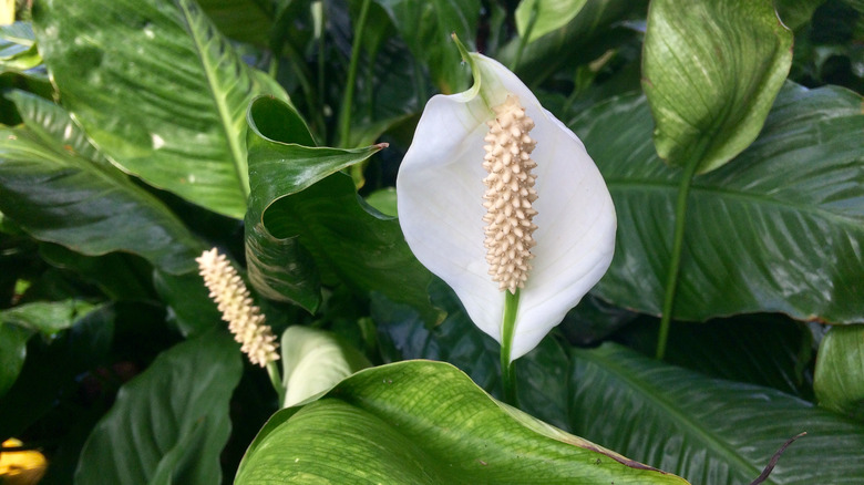 Peace lily