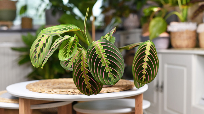 Prayer plant