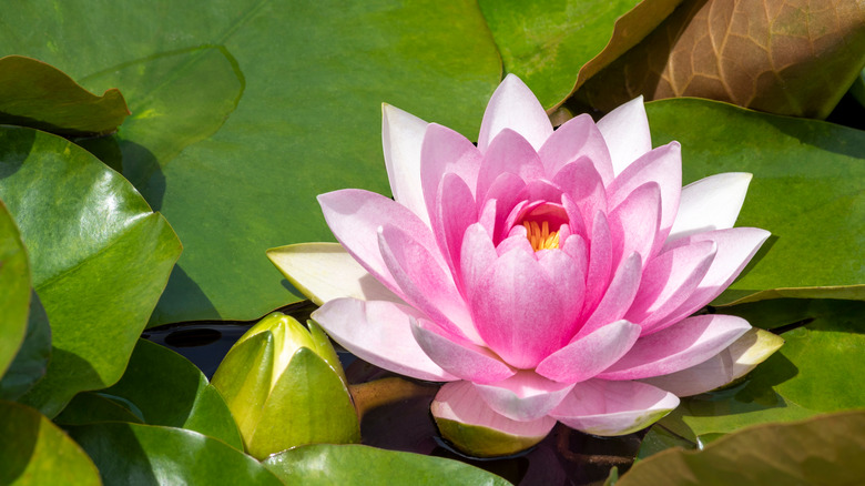 Pink water lily in pond