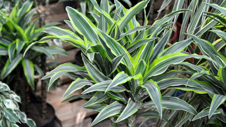 Dracaena plants