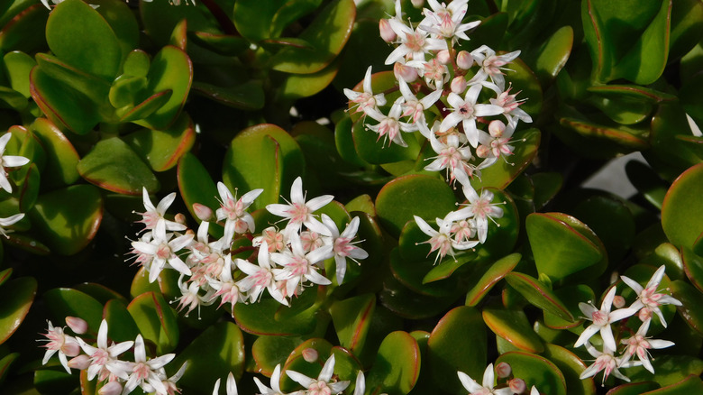 flowering jade plant