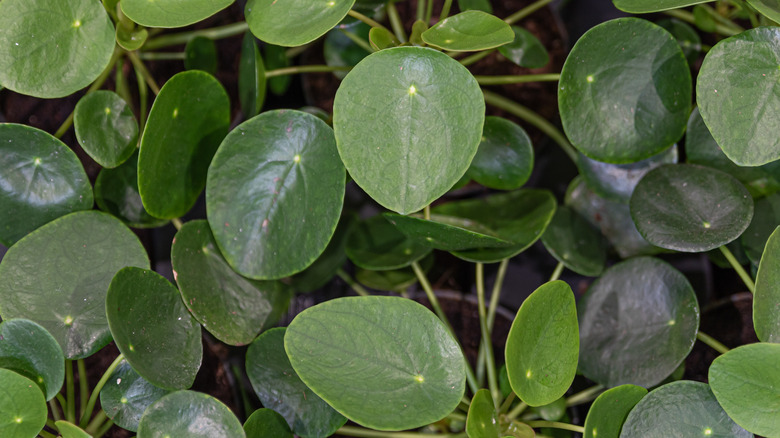 Pilea Peperomioides leaves