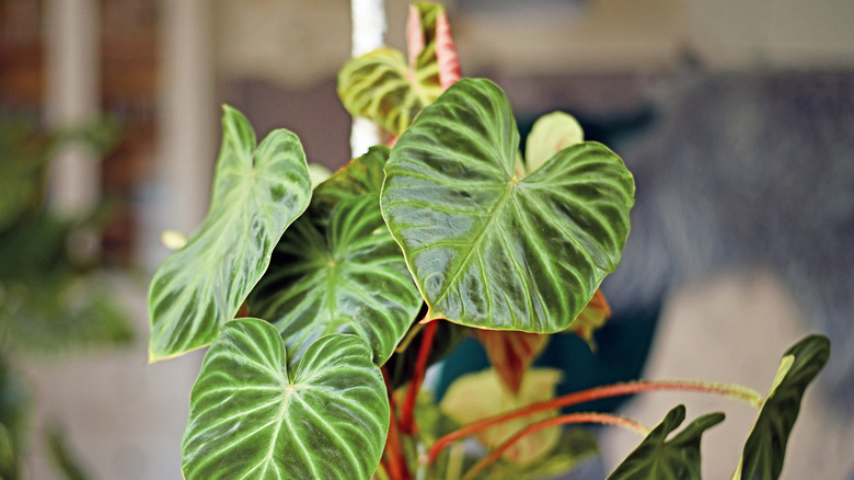 Leaves of philodendron plant