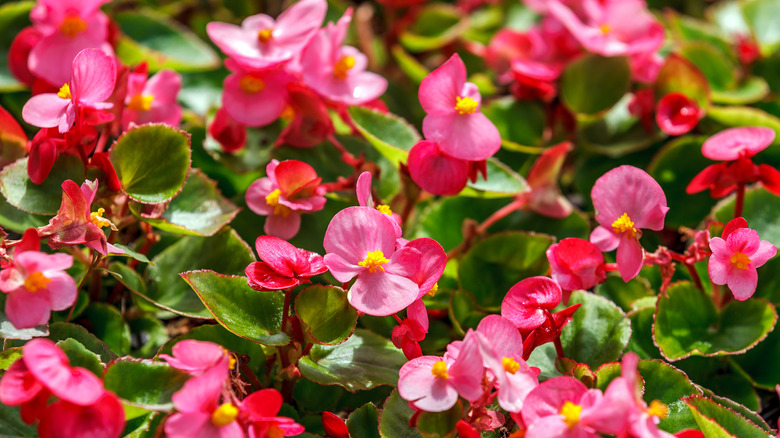 Pink begonias