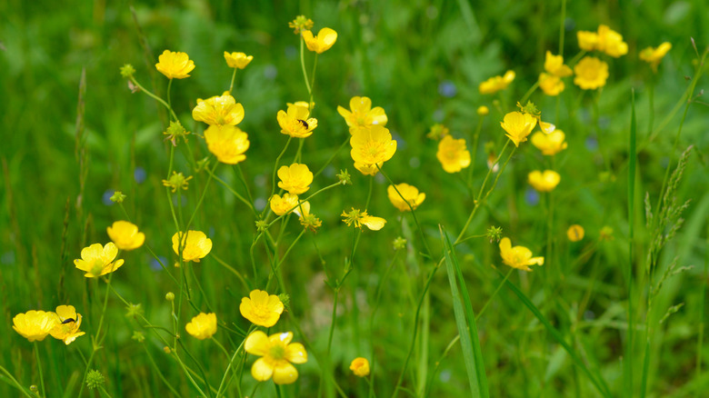 flowering Buttercup 