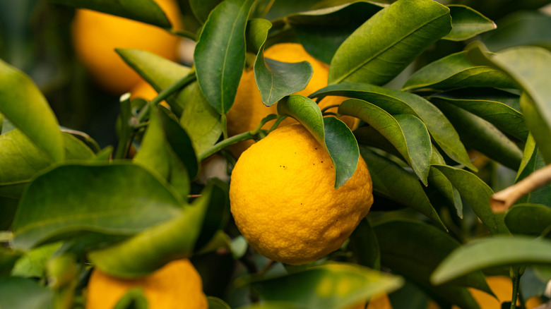 Citrus tree