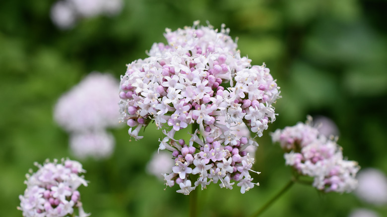 Valerian blooming