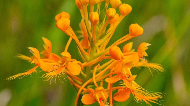 Orange-fringed orchid