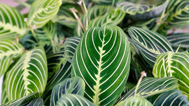 Maranta leuconeura leaves