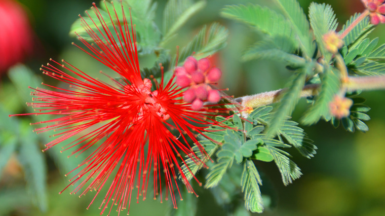 Red fairy duster plant