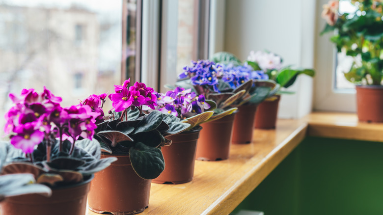 African violets on windowsill