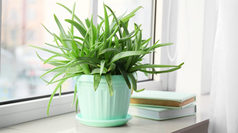 aloe vera in blue pot