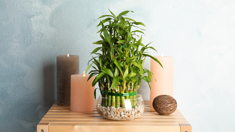 lucky bamboo plant and candles