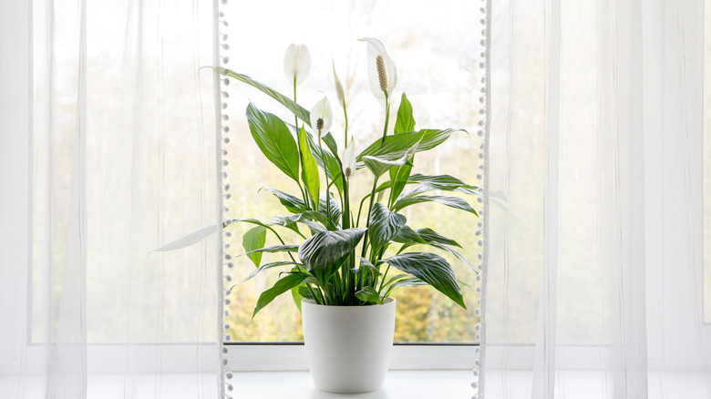 peace lily on windowsill