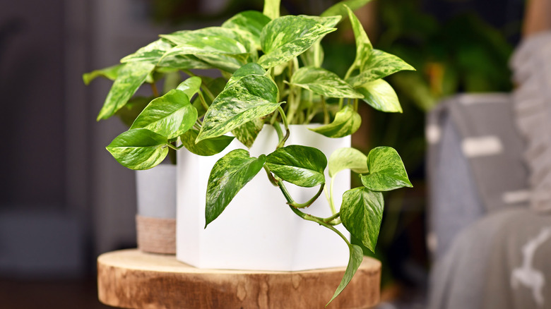 pothos in white planter